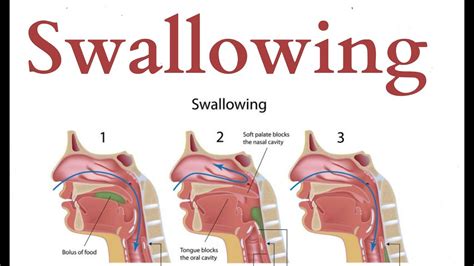 swallowed übersetzung|what does swallowed mean.